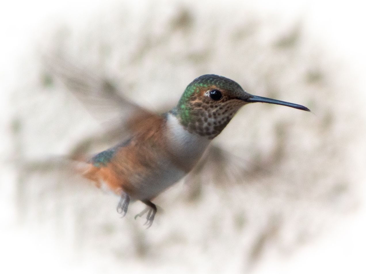 Hummingbird in flight in Burbank