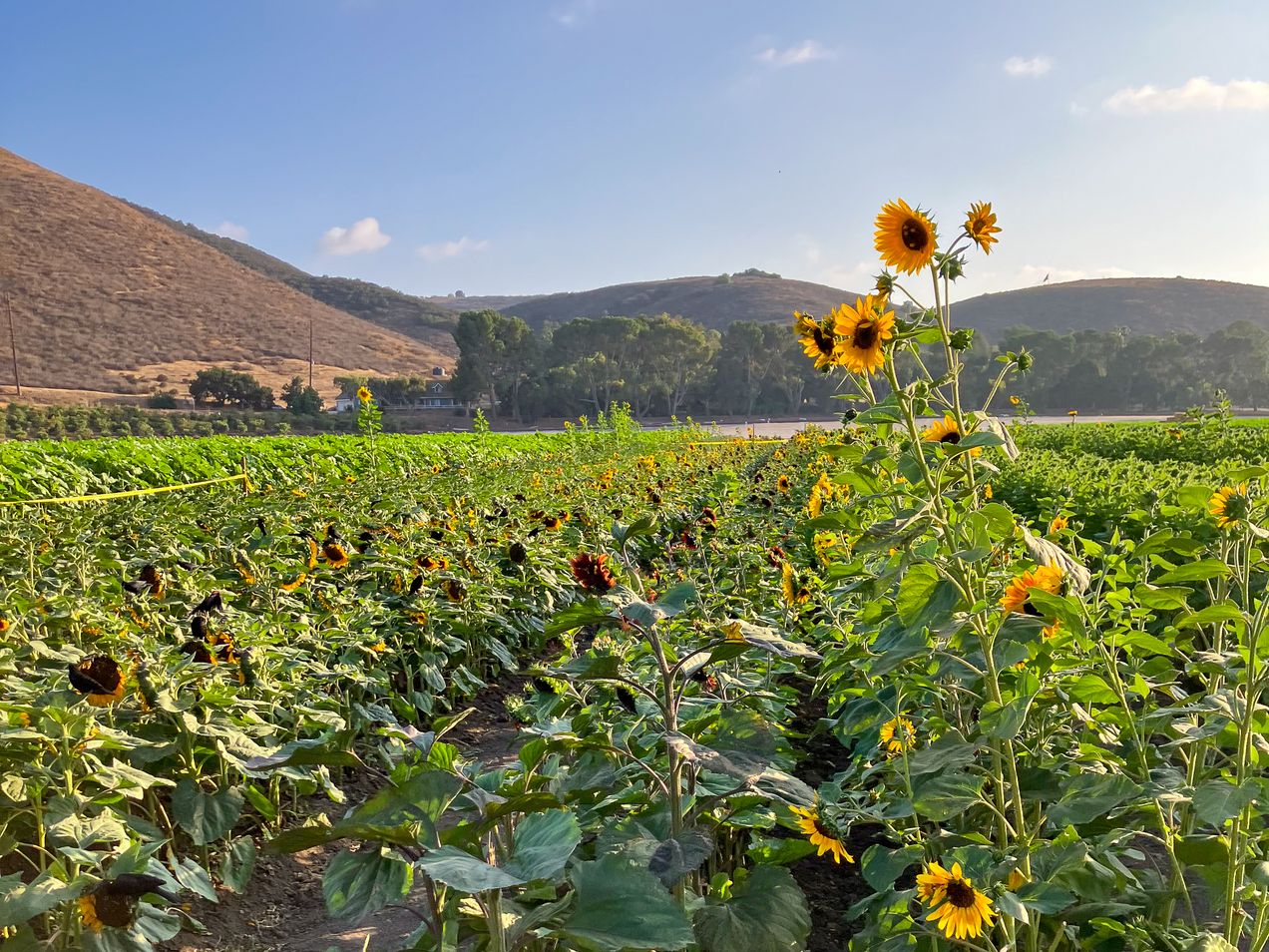 Field of sunflowers at Underwood Family Farms