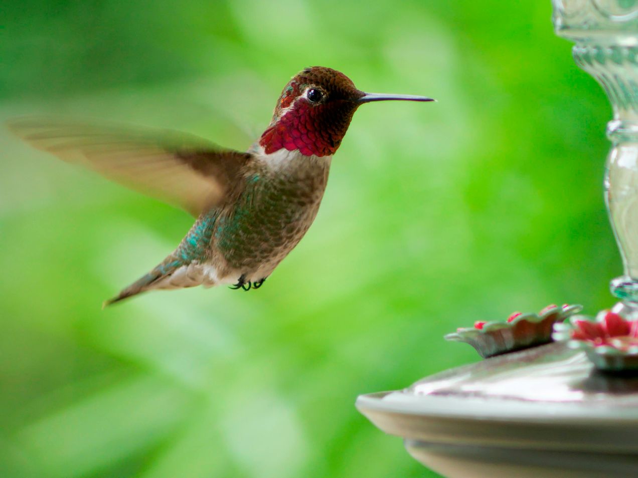 Hummingbird on the porch where Covenant Church in Burbank meets Sunday evenings.
