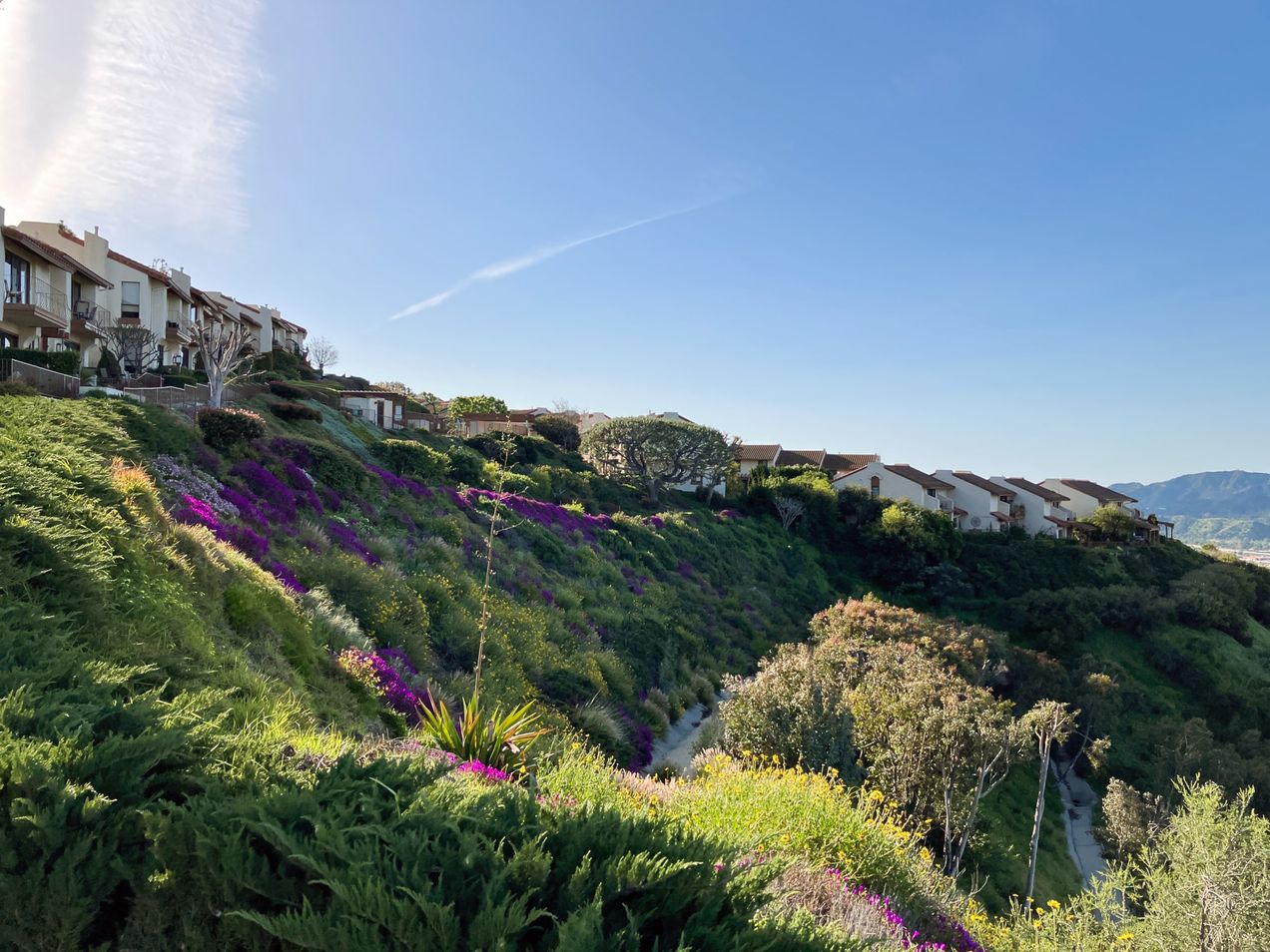Homes on the Burbank Hillside