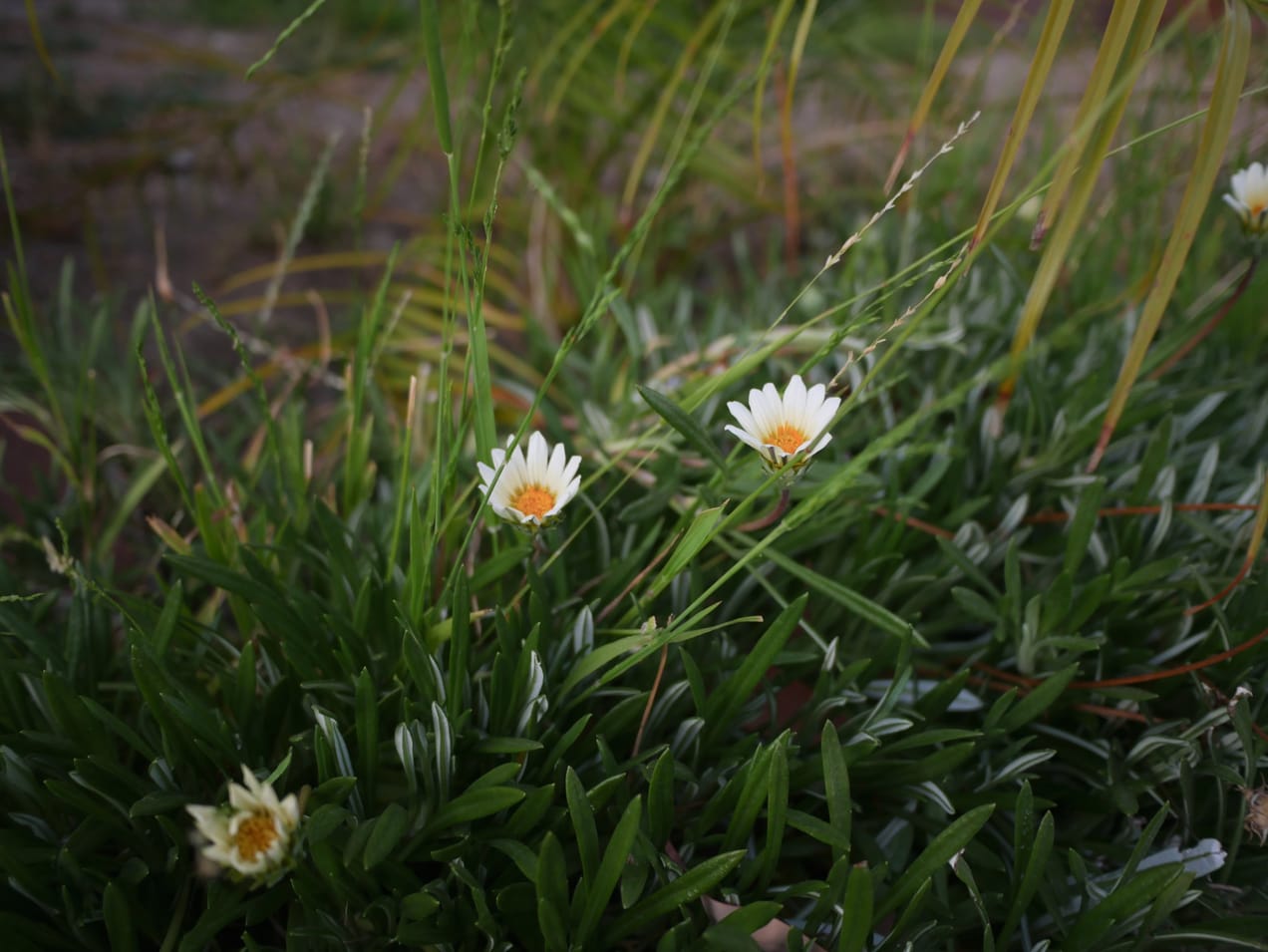 Covenant Church — Morning & Evening Worship: June 29, 2025