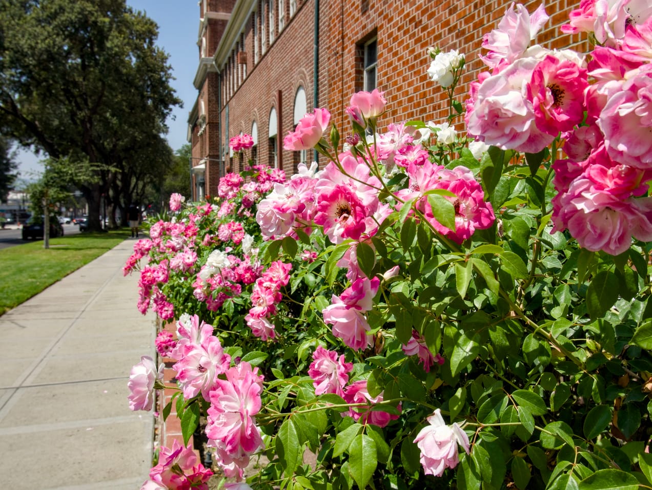 Friendship & Study for Ladies — This Evening