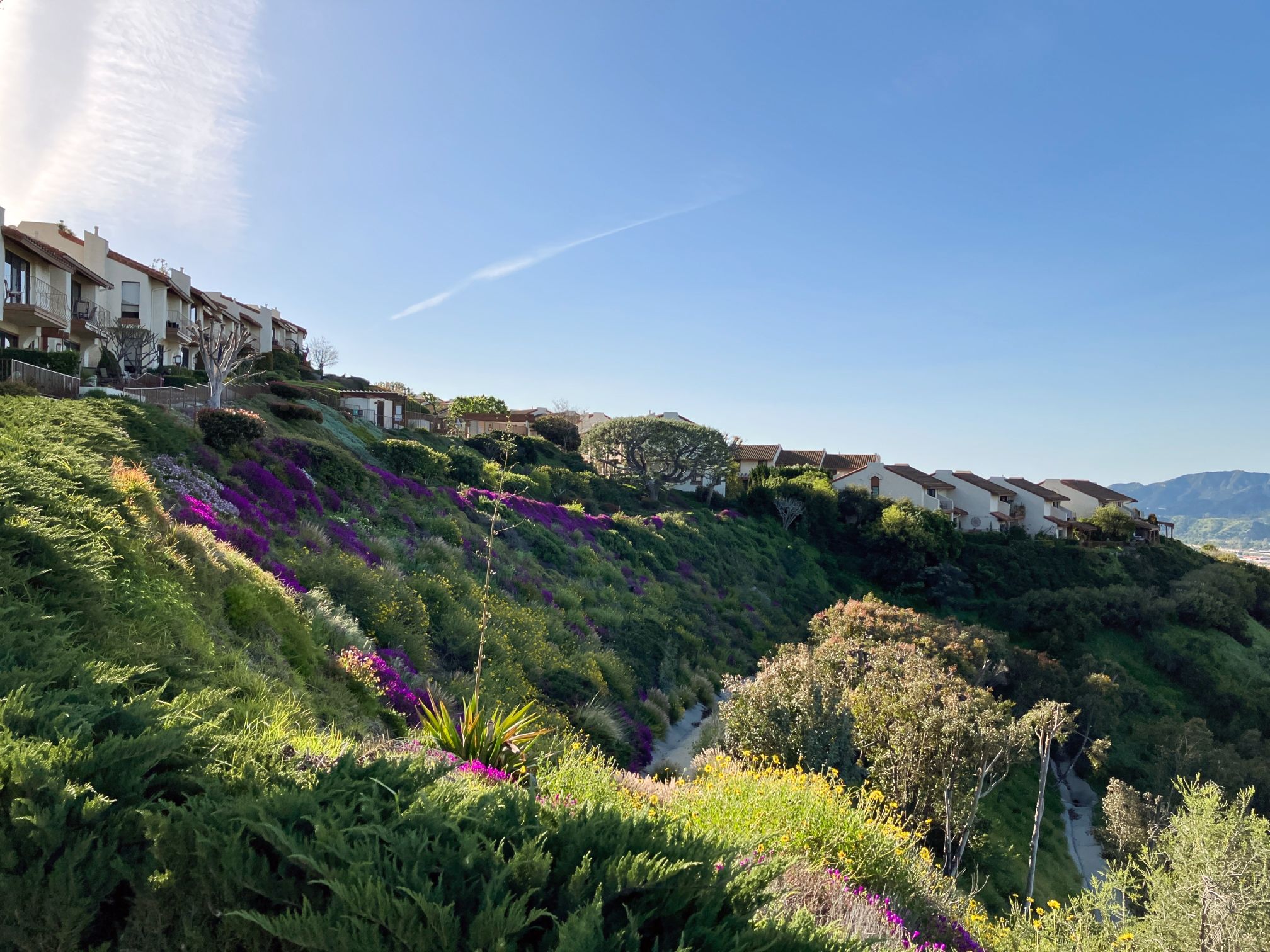 Homes on the Burbank Hillside