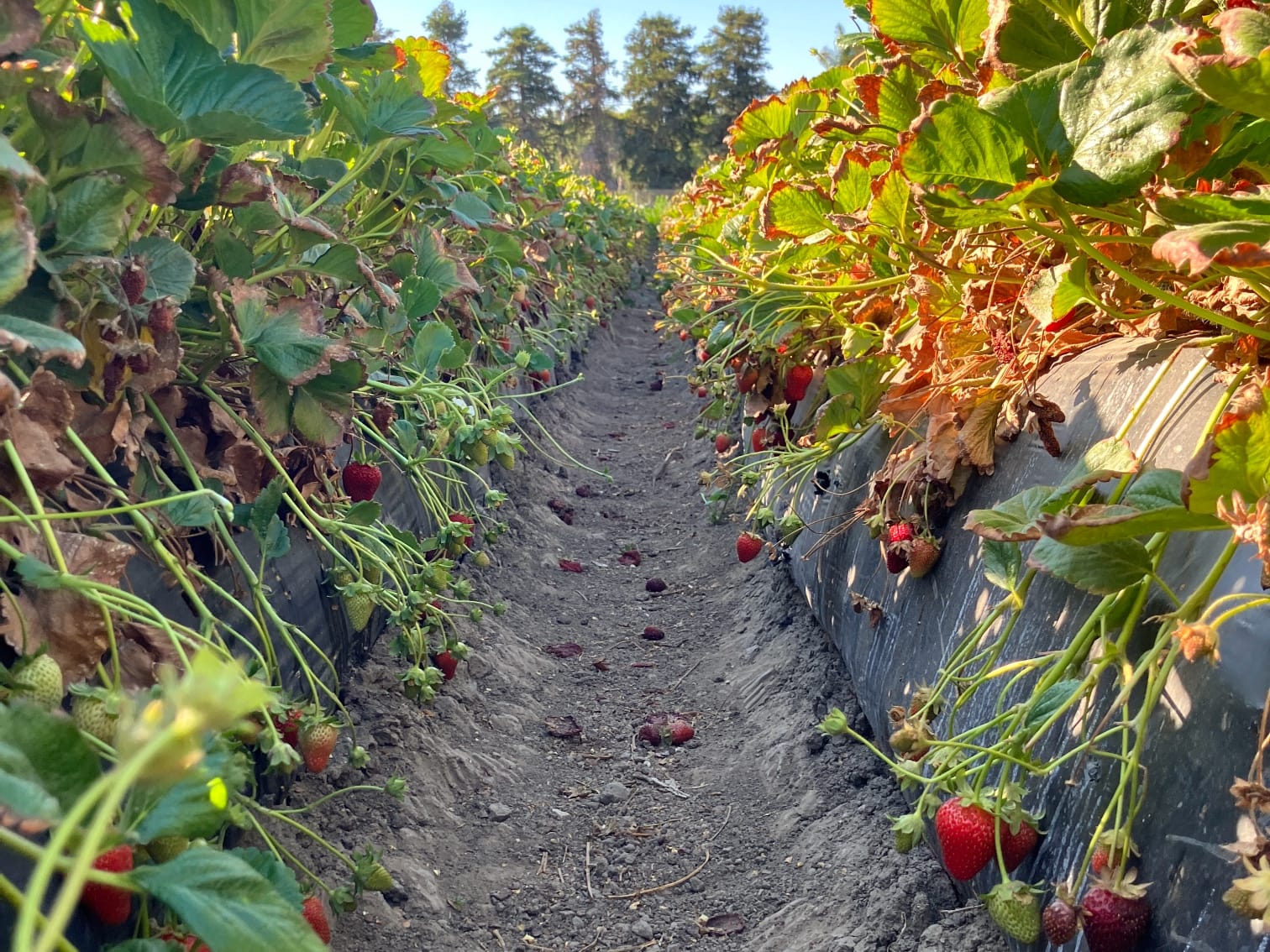 Great Joy this Sunday (& Berry Picking Today!)