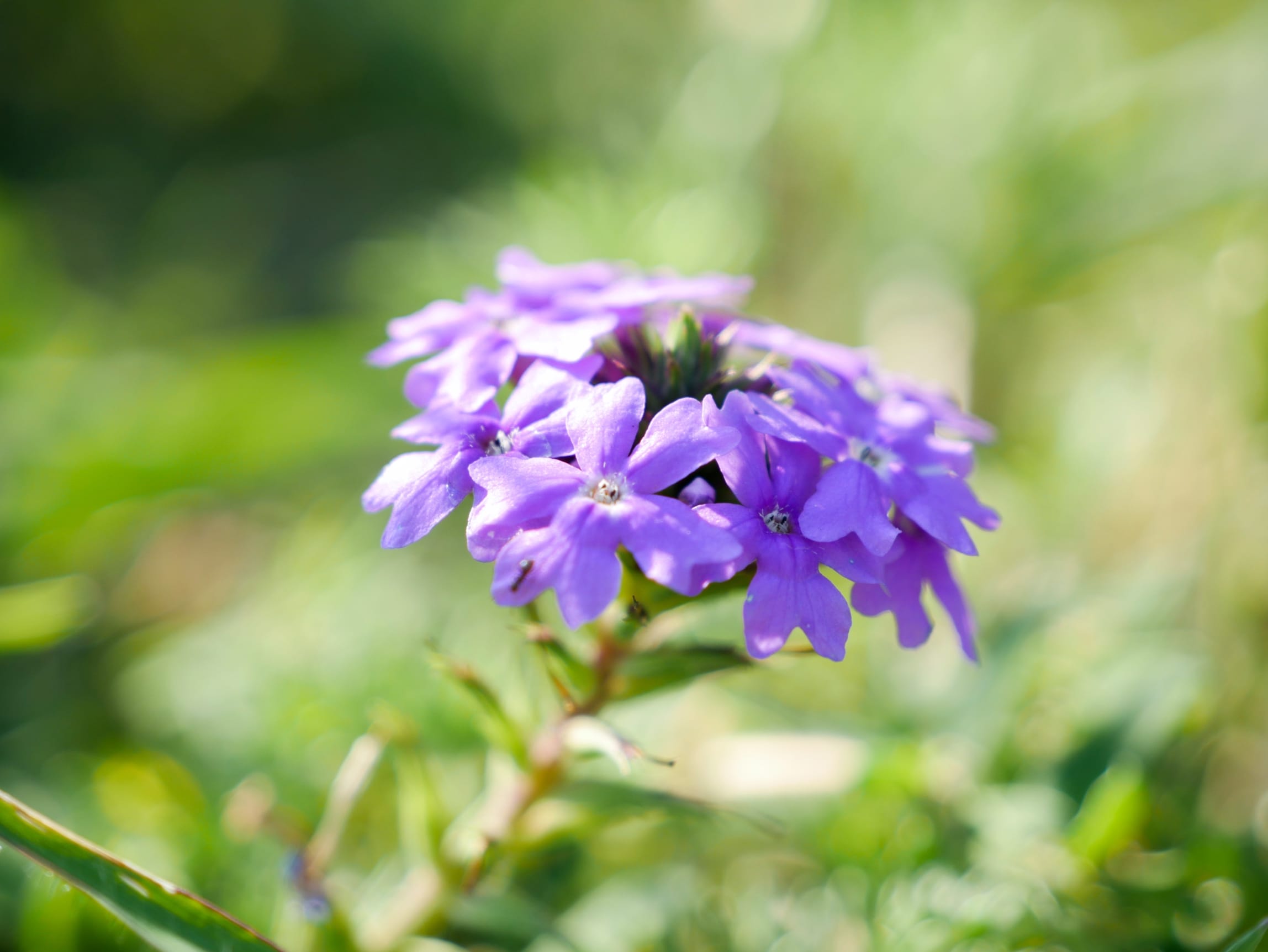 Covenant Church — Morning & Evening Worship: August 3, 2025